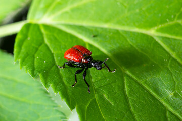 Aerial potato leafhopper, Lilioceris cheni, walks on a green leaf in the woods