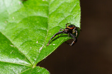 Macro photo of a crab spider hanging onto a plant, Xysticus Croceus