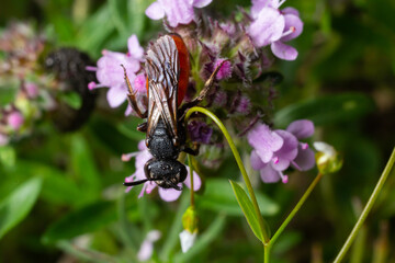 Closeup of nice red colored cleptoparasite bloodbee , Sphecodes albilabris