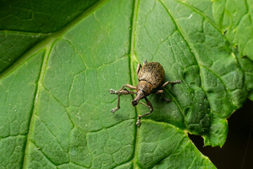 A black vine weevil, Otiorhynchus sulcatus, Family Curculionidae, on a wild privet leaf