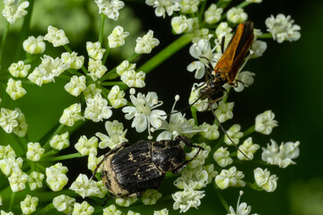 Closeup on a small scarab beetle, Valgus hemipterus, sitting on a white flower in the field