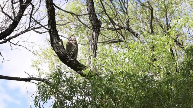 Great Horned Owls at Evans Creek Park - Shallow Depth of Field.  Evans Creek Park is part of Rancho San Rafael in Reno, Nevada