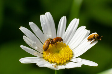 Obraz premium Raspberry beetle, Byturus tomentosus, on a chamomile flower. These are beetles from the fruit worm family Byturidae, the main pest that affects raspberries, blackberries and loganberries