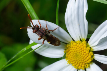 Flower of Common daisy, English daisy, Bellis perennis. With the cuckoo bee Nomada sheppardana of...