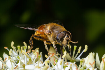 Closeup on a common drone fly, Eristalis tenax, feeding on white blackthorn flowers , prunus spinosa