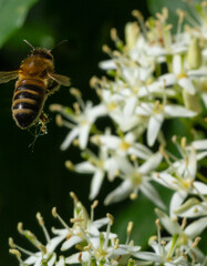 Honey bee with a basket for pollen sits on white flowers Cornus alba, red-barked, white or Siberian dogwood