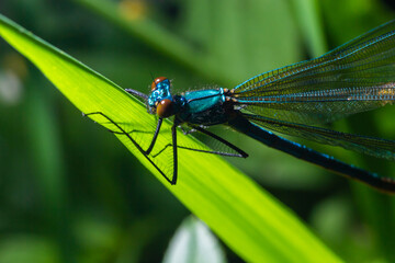 Male banded demoiselle damselfly, Calopteryx splendens. Stunning British insect portrait