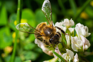 bee or honeybee on white clover flower, honey bee is in latin apis mellifera, springtime view