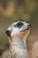 meerkat on the lookout