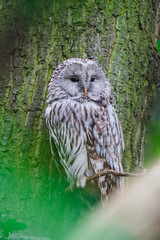 owl on tree
