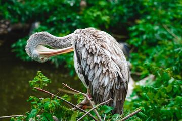 close up of an water bird