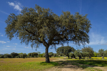 olivar da Pega, Monsaraz, Portugal
