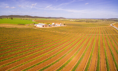 campo de vides para vino, Reguengos de Monsaraz , Distrito de &Eacute;vora, Alentejo, Portugal