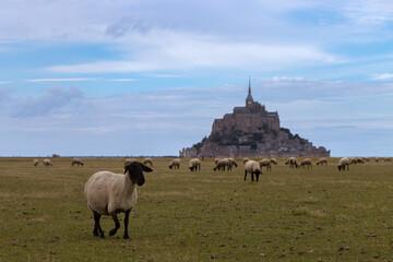 Sheep in salt marshes in front of the famous Mont-Saint-Michel, France