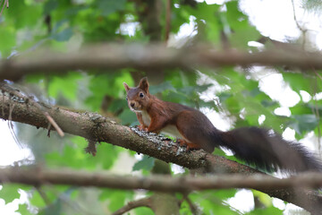 Naklejka na ściany i meble Squirrel on a tree