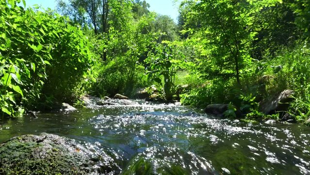 Clear small Mountain Stream with Trees in Summer