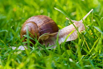 The vineyard snail will crawl on the grass