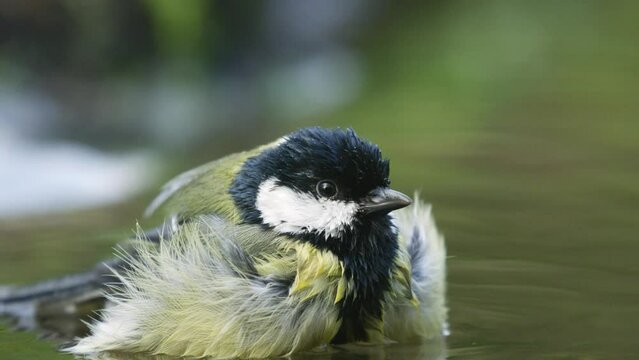 Extreme close up of a bird splashing and bathing in water, looking around and chirping, great tit, slow motion