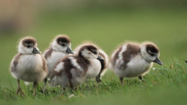 Cute gaggle of goslings grazing together in a group; low shallow depth shot