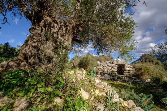 Talaiot, Son Ferrandell-Son Oleza, I milenio a C., Valldemossa, Mallorca, Balearic islands, spain