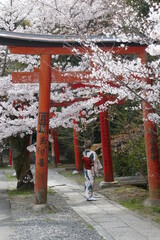 Naklejka premium 竹中稲荷の鳥居と桜