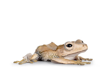 Close up of Borneo eared frog aka Polypedates otilophus laying flat side ways. Isolated on a white background.