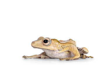 Close up of Borneo eared frog aka Polypedates otilophus sitting side ways. Isolated on a white background.