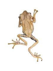 Fototapeta premium Top view closeup of Borneo eared frog aka Polypedates otilophus. Isolated on a white background.