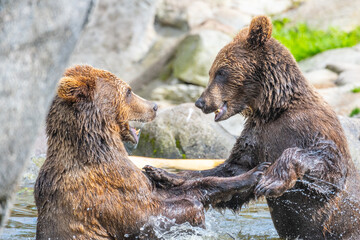 Obraz premium Two brown bears fighting in the water