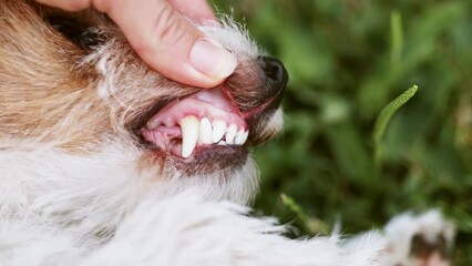 Checking a healthy dog teeth. Cleaning plaque, tartar prevention, pet dental care concept.