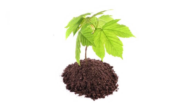 Junger Baum im Boden - Erde Freisteller