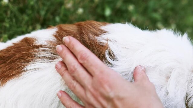 Owner checking fleas and ticks in her dog's fur and skin. Pet care.