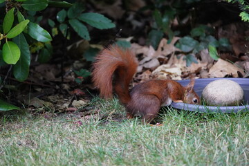 
Red squirrel at water trough (Sciurus vulgaris) Sciuridae family. Location: Hanover, Germany.
