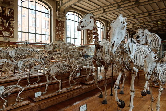 Museo di storia naturale Parigi