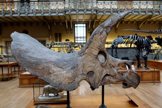 Museo di storia naturale Parigi