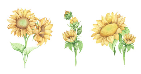 Set of Sunflower. Watercolor floral illustration. Elements isolated on white background.