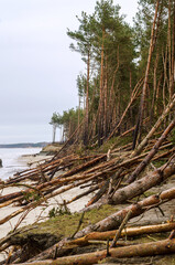 Fototapeta na wymiar The devastation after the storm. Collapsed sea shores. Fallen damaged forest. Consequences of the sea storm.