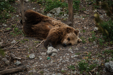 Brown bear lies on the ground in the forest