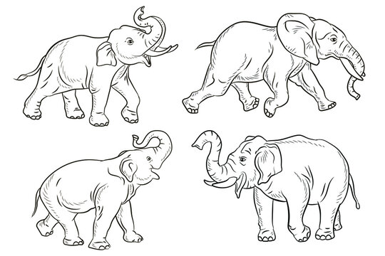 Animals. Black and white image of a large elephant, coloring book for children. Vector image.
