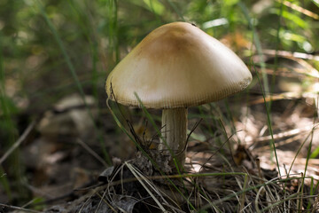 mushroom in the forest