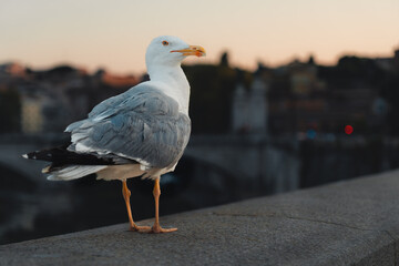 seagull in rome