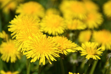 Yellow dandelion spring flowers in sunny garden meadow. Wild floral glass macro background. Blossoming spring loan peaceful wallpaper.