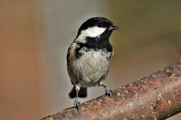  Mésange noire (Periparus ater), Neuchâtel, Suisse.