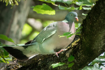 Ringeltaube im Baum