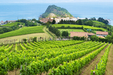Fototapeta na wymiar Vineyards by the sea in Getaria, Basque Country coast