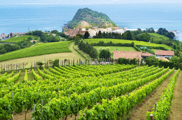 Vineyards by the sea in Getaria, Basque Country coast