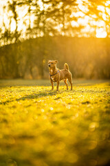 golden hour dog