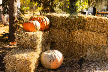 Autumn Pumpkin Thanksgiving Background - orange pumpkins over straw.