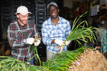 Positive african-american and caucasian men farmers laughing while stacking and cleaning young...