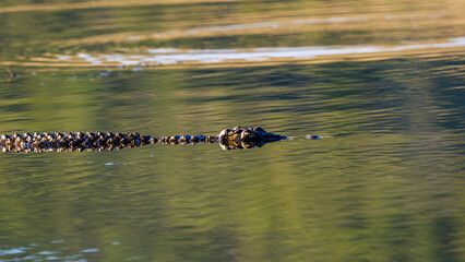 Nile Crocodile ( Crocodylus niloticus) Pilanesberg Nature Reserve, South Africa